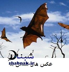 ماجرای لانه خفاش ها و سود میلیاردی